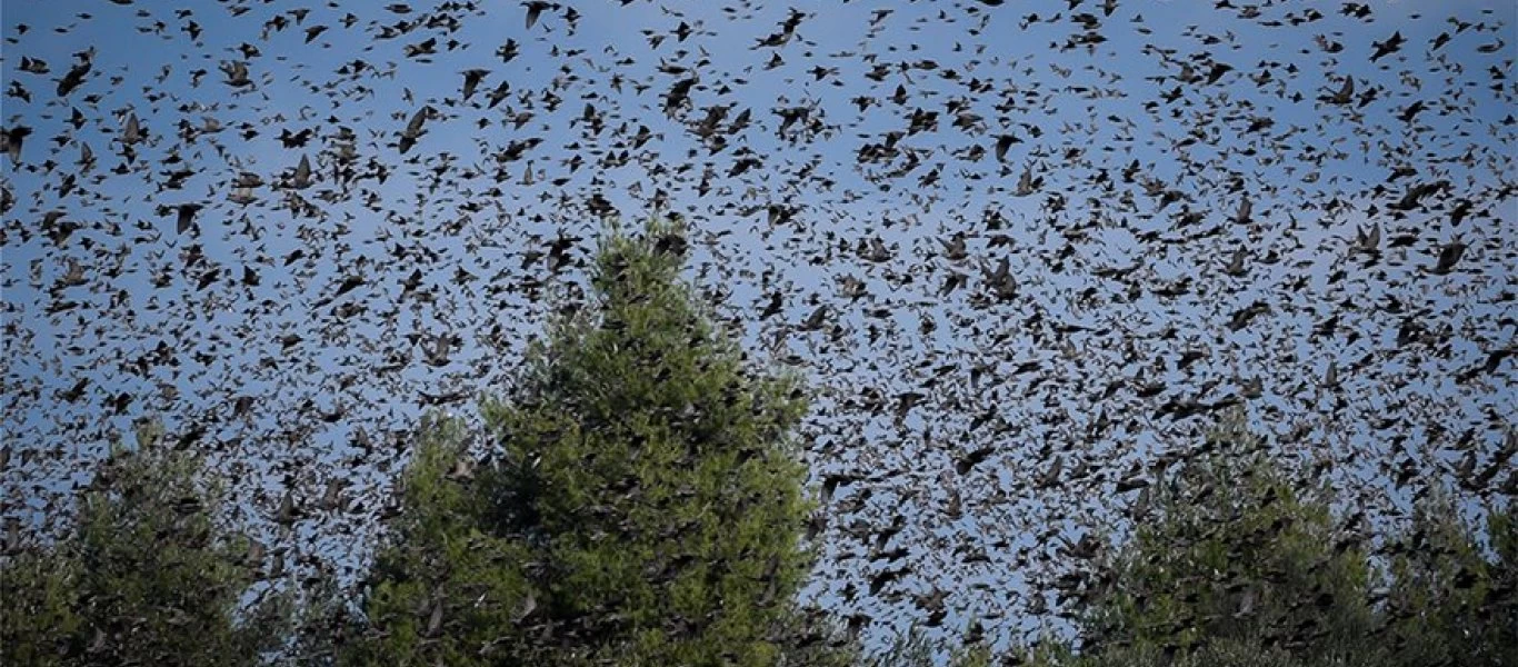 «Τα πουλιά»: Σκηνικό.... Χίτσκοκ στην Αταλάντη - Δείτε φωτό